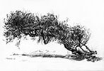 Ελιά - φολέγανδρος / Olive tree - folegandros