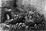 Φραγκοσυκιά και χαλάσματα - Φολέγανδρος / Pricklly pear and ruins - Folegandros